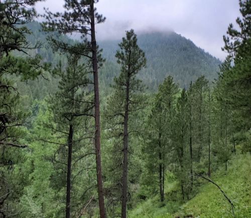 Lush green forest with tall pine trees and a misty mountain in the background under a cloudy sky.