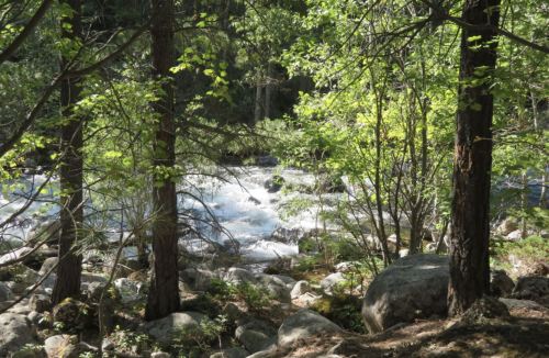 A serene forest scene with a flowing river, surrounded by lush green trees and large rocks.