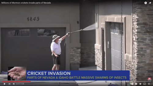 A person sprays water to combat swarms of crickets outside a house in Nevada, with a news banner about the invasion.