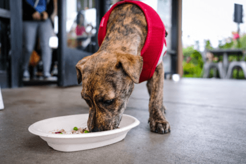 A brindle dog in a red harness eats from a white bowl on a patio.