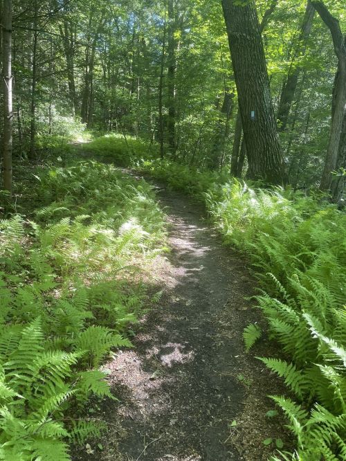 A winding dirt path through a lush green forest, surrounded by ferns and tall trees.