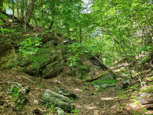 A lush green forest scene with rocky terrain and scattered trees, sunlight filtering through the leaves.
