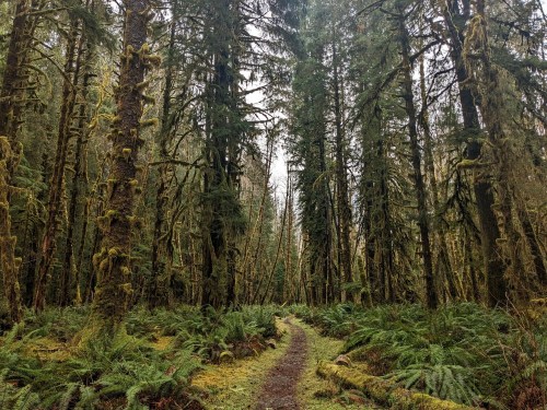 A winding path through a lush, green forest with tall trees and ferns, creating a serene, natural atmosphere.