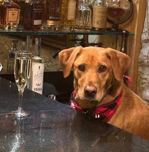 A dog with a red plaid bandana sits at a bar next to a glass of champagne.