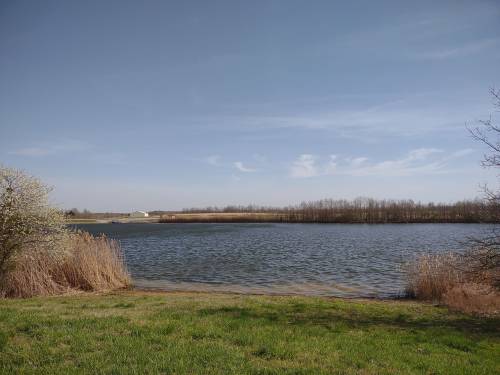 A serene lake surrounded by grass and reeds, with trees lining the far shore under a clear blue sky.