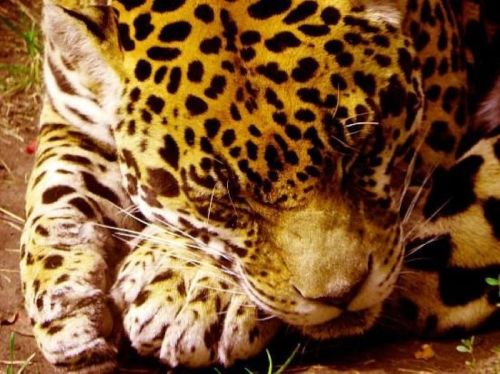 A close-up of a resting leopard, showcasing its distinctive spotted fur and relaxed expression.