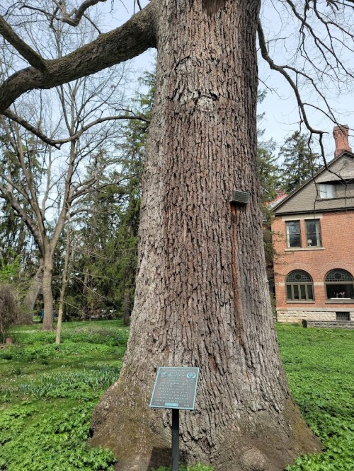 A large tree with textured bark stands beside a historic building, featuring a plaque at its base in a green landscape.