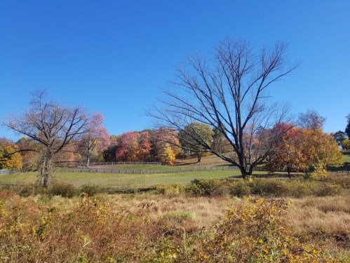 A scenic view of a field with colorful autumn trees under a clear blue sky.