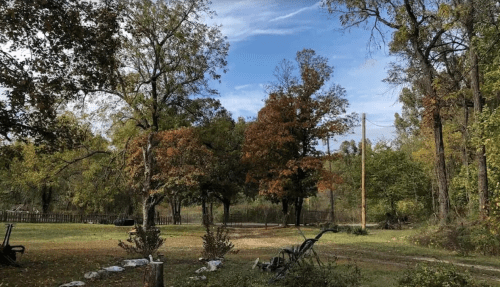 A serene outdoor scene with trees showing autumn colors under a clear blue sky, with a grassy area and power lines.
