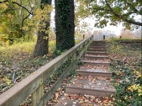 Wooden steps lead up through a forested area, surrounded by trees with autumn leaves scattered on the ground.