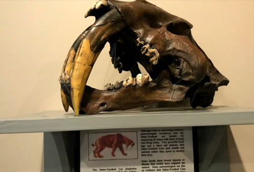 A saber-toothed cat skull displayed on a shelf, showcasing its large fangs and detailed structure.