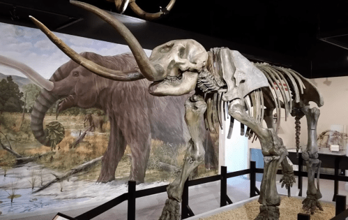 A mammoth skeleton displayed in a museum, with a mural of a mammoth in the background.