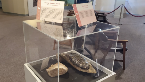 Display case featuring a woolly mammoth tooth and a sign about mammoth facts in a museum setting.
