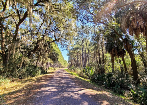 A sunlit dirt path surrounded by lush trees and greenery, leading through a tranquil forest.