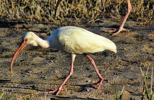 A white bird with a long beak and pink legs walking on dry ground, with another bird blurred in the background.
