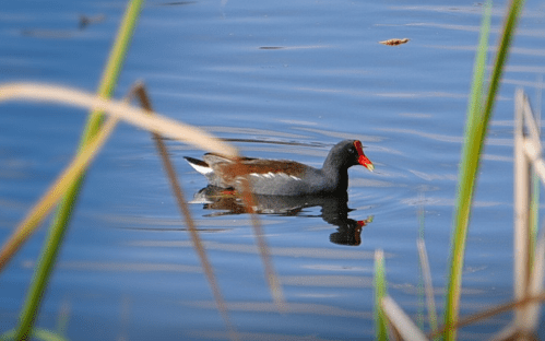 A moorhen swims in calm blue water, surrounded by tall grasses and reeds.