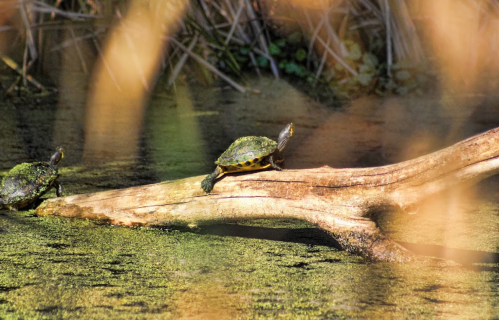 Two turtles basking on a log in a pond, surrounded by green algae and reeds.