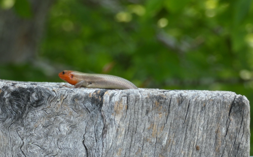 A close-up of a lizard with an orange head resting on a weathered wooden surface, surrounded by green foliage.