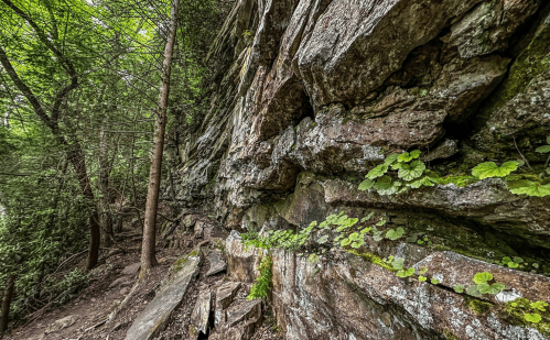 Rocky cliffside covered in moss and small plants, surrounded by lush green trees in a forested area.