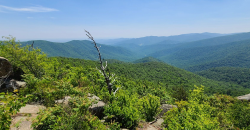 A panoramic view of lush green mountains under a clear blue sky, with a dry tree branch in the foreground.