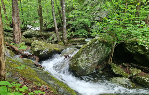 A serene forest scene with a flowing stream, surrounded by lush green trees and large moss-covered rocks.
