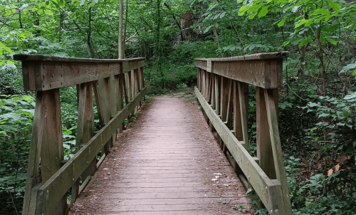 A wooden bridge spans a path through a lush, green forest, surrounded by trees and foliage.