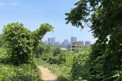 A lush green path framed by vines leads to a city skyline under a clear blue sky.