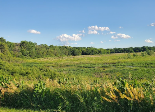 A lush green landscape with tall grass and wildflowers under a blue sky with scattered clouds.