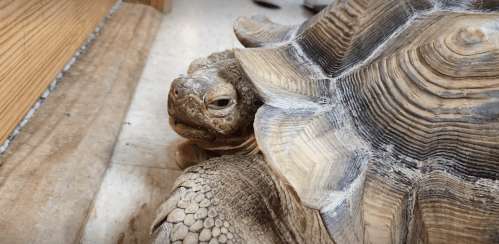 A close-up of a tortoise resting on a surface, partially hidden under its shell.