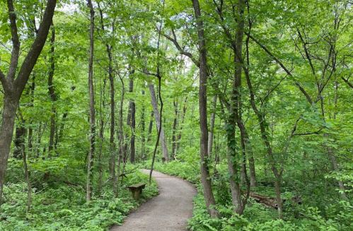 A winding path through a lush green forest, surrounded by tall trees and vibrant foliage.
