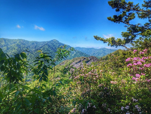 Lush green mountains under a clear blue sky, with vibrant flowers in the foreground.