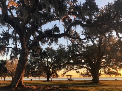 Sunset over a park with large trees draped in Spanish moss, casting shadows on the ground near a gazebo by the water.