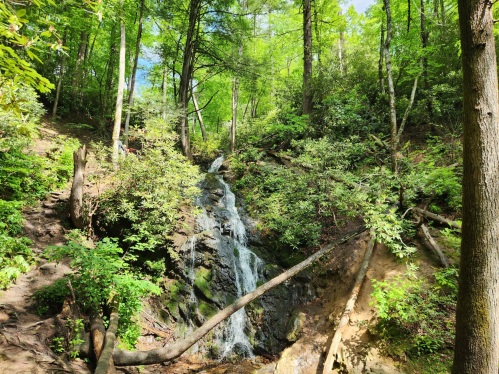 A serene forest scene featuring a small waterfall cascading over rocks, surrounded by lush green trees and foliage.