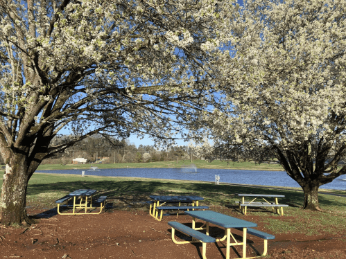 A serene park scene with blooming trees, picnic tables, and a calm lake under a clear blue sky.