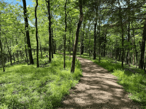 A winding gravel path through a lush green forest with tall trees and sunlight filtering through the leaves.