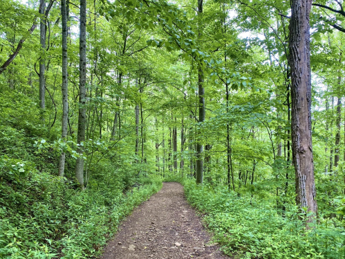A winding dirt path through a lush green forest with tall trees and dense foliage.