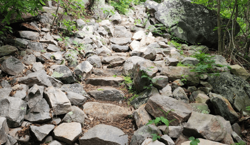 Rocky trail winding through a lush green forest, with uneven stone steps and scattered boulders.