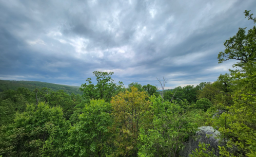 A panoramic view of lush green trees under a cloudy sky, showcasing a serene natural landscape.