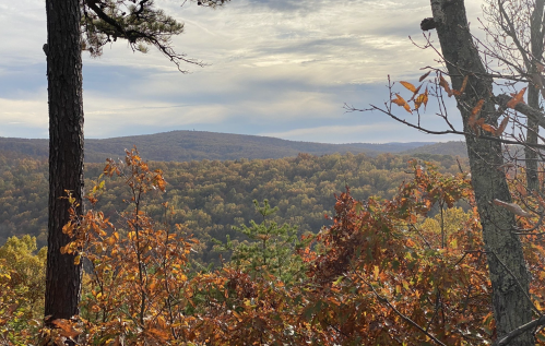 A scenic view of rolling hills covered in autumn foliage under a cloudy sky, framed by trees in the foreground.