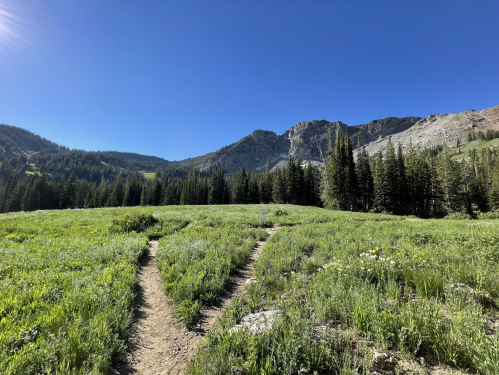 A scenic mountain trail splits through a lush green meadow, surrounded by tall trees and rocky peaks under a clear blue sky.