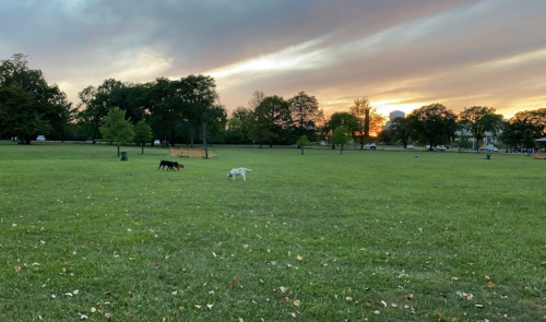 Two dogs play in a grassy park at sunset, with trees and a colorful sky in the background.