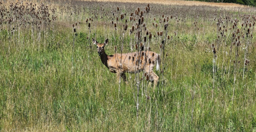 A deer stands in a grassy field surrounded by tall plants and sunflowers under a clear blue sky.