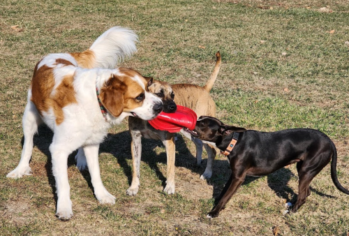 Three dogs play tug-of-war with a red frisbee on a grassy field.