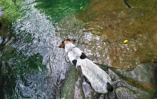 A dog with black and white fur stands near a greenish body of water, looking intently at the surface.