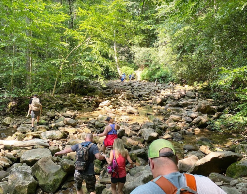 A group of hikers navigating a rocky stream in a lush, green forest.