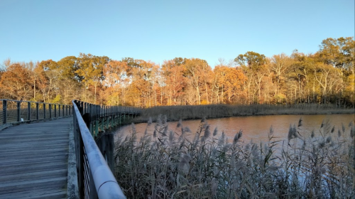 A wooden boardwalk leads through tall grasses by a calm pond, surrounded by trees with autumn foliage.