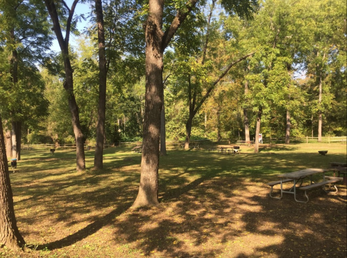 A sunny park scene with tall trees, green grass, and picnic tables scattered throughout the area.