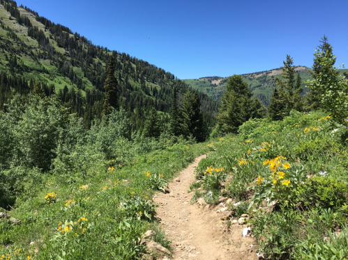 A dirt trail winds through a lush green landscape filled with wildflowers, surrounded by mountains under a clear blue sky.