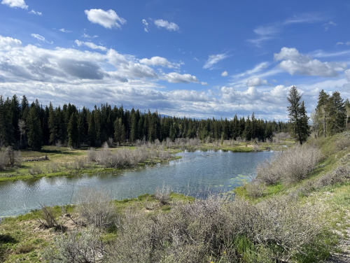 A serene landscape featuring a calm lake surrounded by lush greenery and tall trees under a partly cloudy sky.