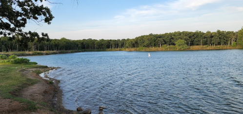 A serene lake surrounded by trees under a clear blue sky, with gentle waves lapping at the shore.